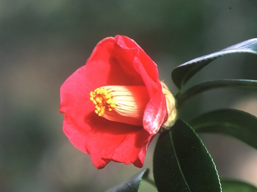 camellia